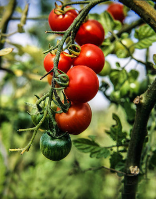 Click to buy tomato Seed(75 per packet)