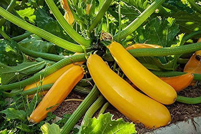 CYBEXIS Vegetable Squash Yellow (पीला छप्पन कद्दू) For Home & Gardning Winter(100 Seeds) Seed(100 per packet)