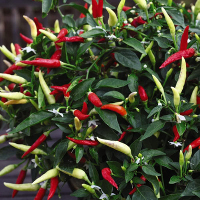 Biosnyg High Germination Chilli Basket of Fire Vegetable Seeds for Garden-(2000 Seeds) Seed(2000 per packet)