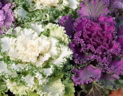 CYBEXIS ORNAMENTAL KALE FRINGED LEAVES MIXED SEEDS-50 Seeds Seed(50 per packet)
