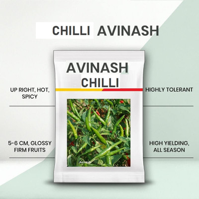 WILLVINE GOI -XI Avinash chilli seeds |upright chilli seeds[25gm, 5000 Seeds] Seed(5000 per packet)