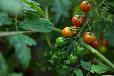 XOLDAA tomato Seed(110 per packet)