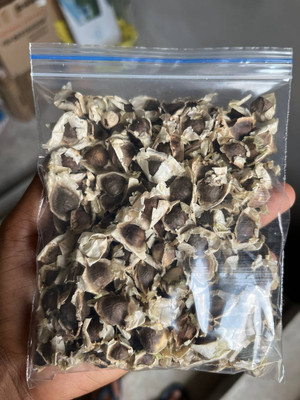 Seedsilk Drumstick/Sajna Moringa Oleifera High Yielding Dwarf Variety Plant Seed(18 per packet)