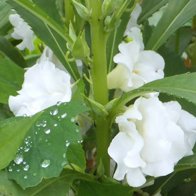 SeeGreen Hybrid balsam flower seeds for home greden seegreen -43 Seed(43 per packet)