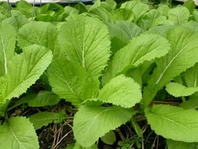 Qualtivate DXL-2AT Vietnamese Mustard Green Seeds Seed(300 per packet)