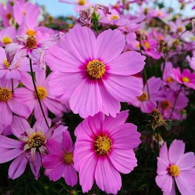 Quentova Cosmos Radiance-5K-RAJ Seed(75 per packet)