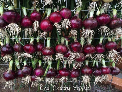 Biosnyg Hybrid Red Candy Apple Onion Vegetable Seeds For Planting-(3000 Seeds) Seed(3000 per packet)