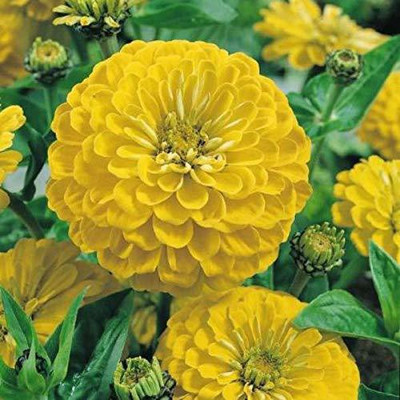 CYBEXIS ZINNIA YELLOW FLOWER SEEDS Seed(25 per packet)