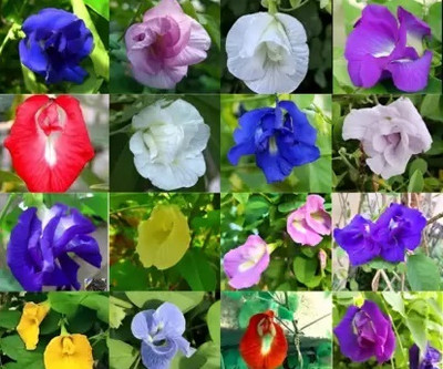 SREE Butterfly pea flower seeds, nilkantha Seed(45 per packet)