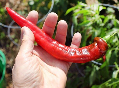 KNESSiN High Yield Sweet 12 in. Long Pepper Seeds For Gardening-(2400 Seeds) Seed(2400 per packet)