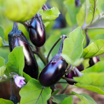 naturehils F1 Black Brinjal Seeds, Organic Bengan, Begun Hybird Seeds,Solanum melongena Seed(150 per packet)