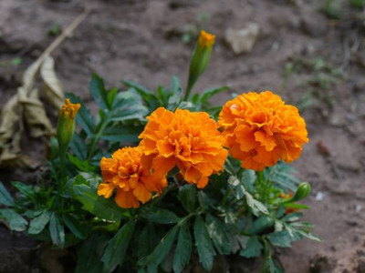 ARTA marigold/gende ka phool flower seeds Seed(75 per packet)