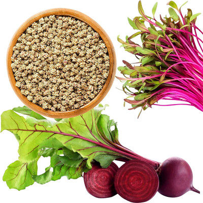 Qausain Beetroot vegetable seeds 10 seeds per pack. Seed(10 per packet)