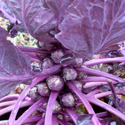 KNESSiN Brussel Sprouts Red Ball Seed(200 per packet)