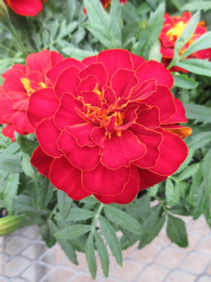 the green dotcom MariGold Red Flower Seed(50 per packet)