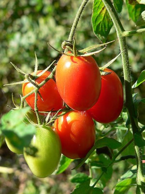 Divyansh tomato Seed(60 per packet)