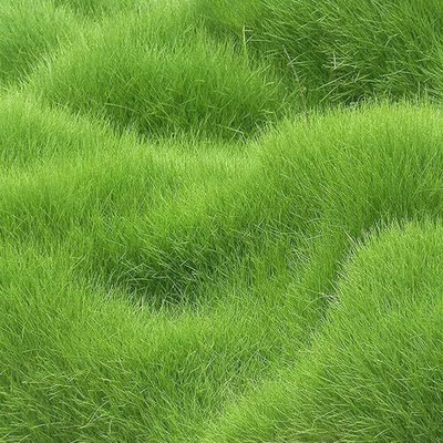 LPR GHAS,GRASS Seed(400 per packet)