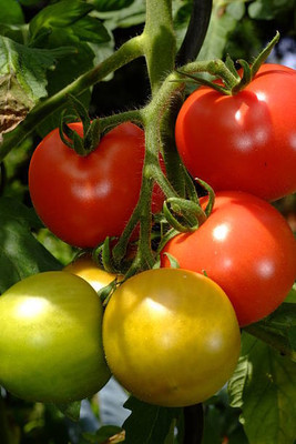 COW GRASS SEEDS COW FARMING tomato Seed(130 per packet)