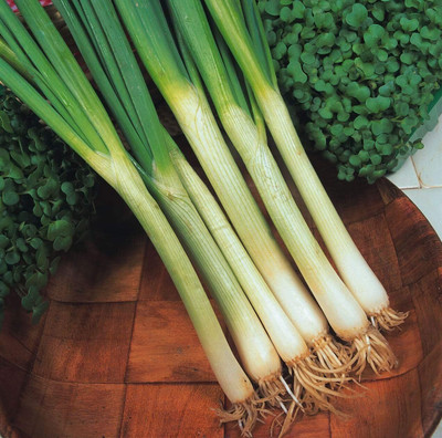 KNESSiN Seeds - Vegetable - Spring Onion - White Lisbon Seed(300 per packet)