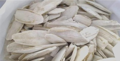 VEDAGRAHI SAMUDRI JHAG, CUTTLE FISH BONE Seed(100 g)