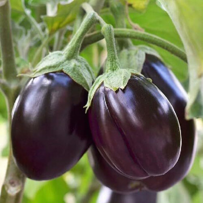 Biosnyg Brinjal Purple Round ( Seeds) Seed(2000 per packet)