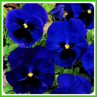 CYBEXIS Pansy F1 XXL Series 'Blue Blotch' Seed Seed(1 g)