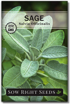 CYBEXIS XLR-40 - Sage for Planting - (1350 Seeds) Seed(1350 per packet)