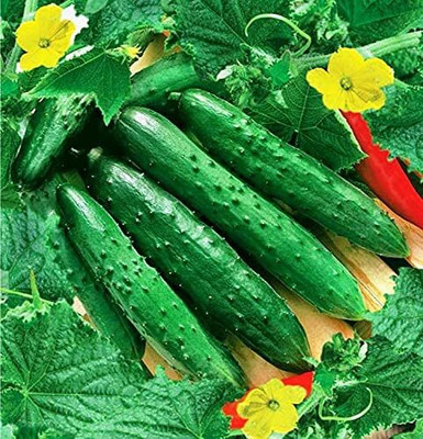 Qualtivate RES-2A Vegetable Cucumber April F1 Self-Pollinated Seed(300 per packet)
