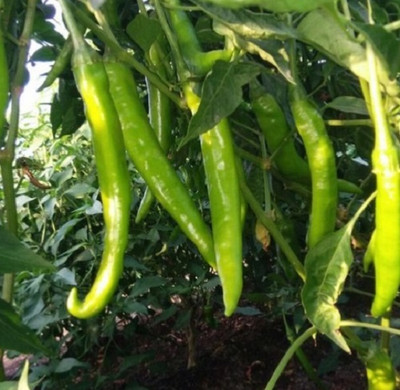 granthi Green Long Pepper Chili Seed(2000 per packet)