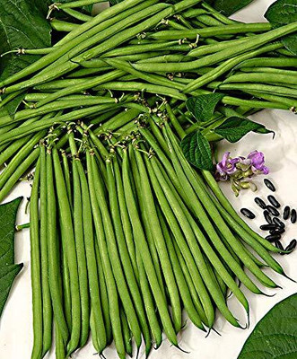 Aywal F1 Hybrid Beans Dwarf French Seed(51 per packet)