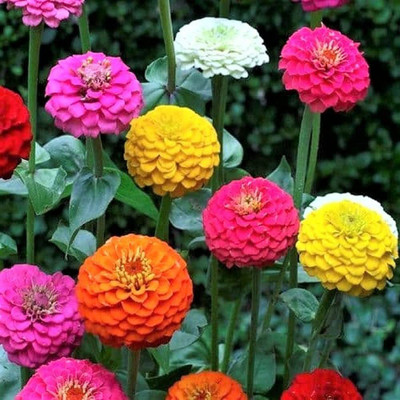 CYBEXIS California Giant Zinnia Seed(25 per packet)