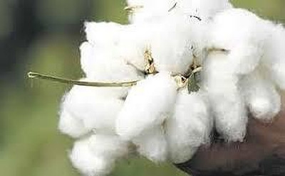 BDSresolve Kapas cotton seeds pack of 17 Seed(17 per packet)