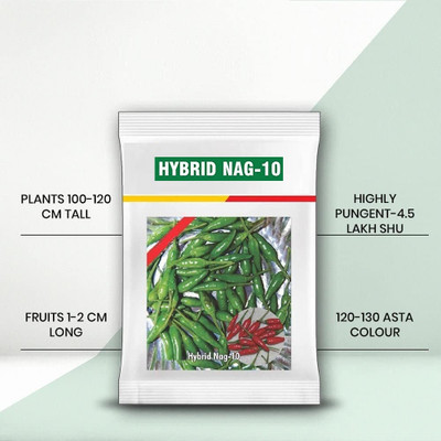 WILLVINE VMR -IX Nag-10 chilli seeds | chilli seeds [5gm, 1000 Seeds] Seed(1000 per packet)