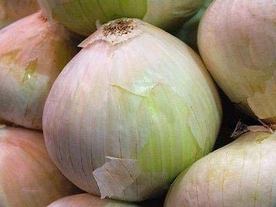 WILLVINE VVI-510 White Bermuda Onion - Heirloom Variety-1500 Seeds Seed(1500 per packet)