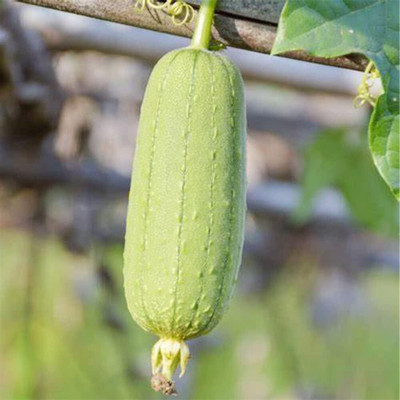 KNESSiN (BIO) Komal Sponge Gourd Vegetable Seeds for Kitchen Gardening (500 Seeds) Seed(500 per packet)