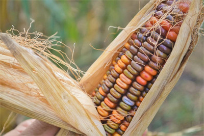 Qualtivate LX-617 Rainbow Indian Maize Corn Seed(500 per packet)