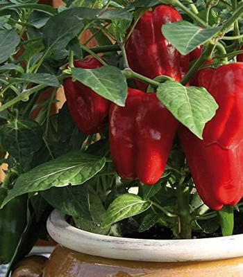 Qualtivate ICRA-3A Red CAPSICUM SIMLAMIRCHI SEEDS Seed(100 per packet)