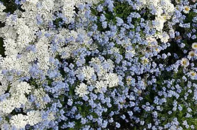 Aro Candytuft Seed(10 per packet)