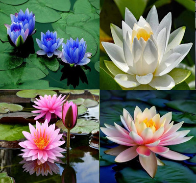 CRGO LOTUS , KAMAL Seed(20 per packet)