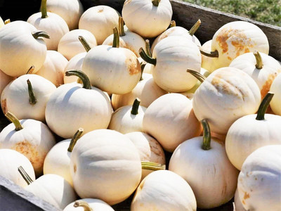 KNESSiN Organic White Queen Pumpkin (200 Seeds) Seed(200 per packet)