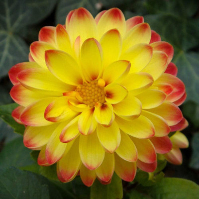 Qualtivate NBIR-209 Dahlia Opera Yellow with Red Side Fresh Seeds Seed(50 per packet)