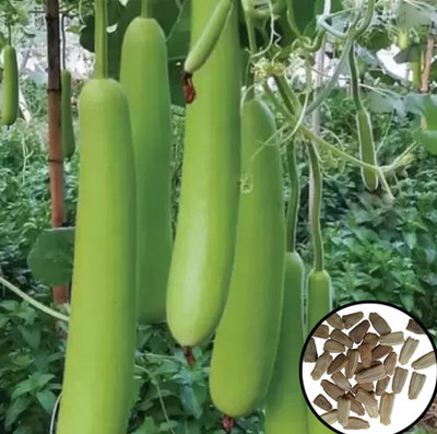 Greenfall Long Gourd Seeds - Deshi Bottle Gourd (15 per Packet) Seed(15 per packet)