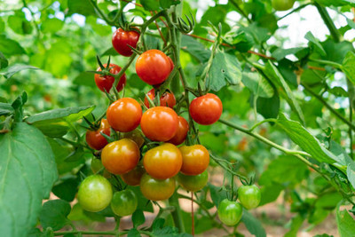 GROOT tomato Seed(145 per packet)