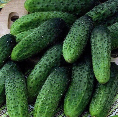 Qualtivate DXL-2AT Cucumber Titus Heirloom for Pickling Seed(300 per packet)