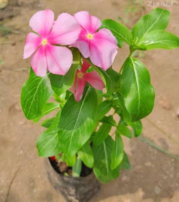 ibains All colours vinca flower seed Seed(32 per packet)