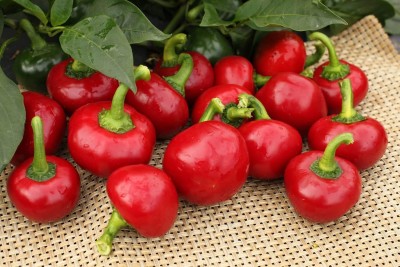 KNESSiN Cherry Pepper Chilli Seed(200 per packet)