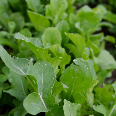 Qualtivate XL-45 Arugula, Original Version Seed(500 per packet)