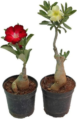 Qualtivate XLL-158 Adenium(Desert Rose)Seeds Seed(30 per packet)