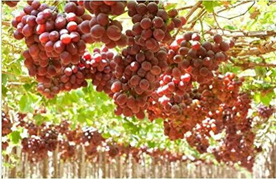 Aywal Red Grabes Hybrid Fruit Seed(100 per packet)