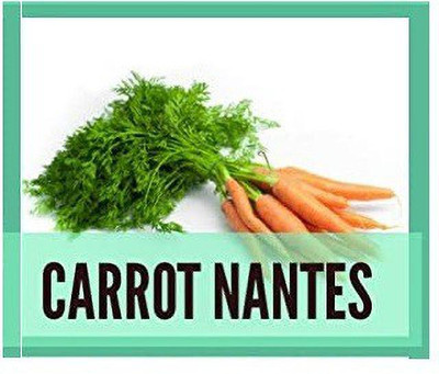 CYBEXIS Carrot Nantes1000 Seeds Seed(1000 per packet)